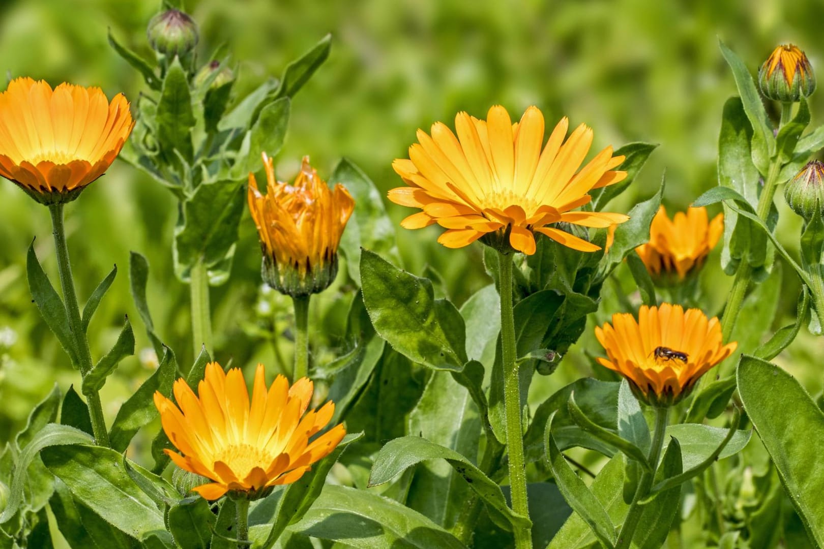 Ringelblume (Calendula officinalis): Sie gehört zu den ältesten Gartenpflanzen.