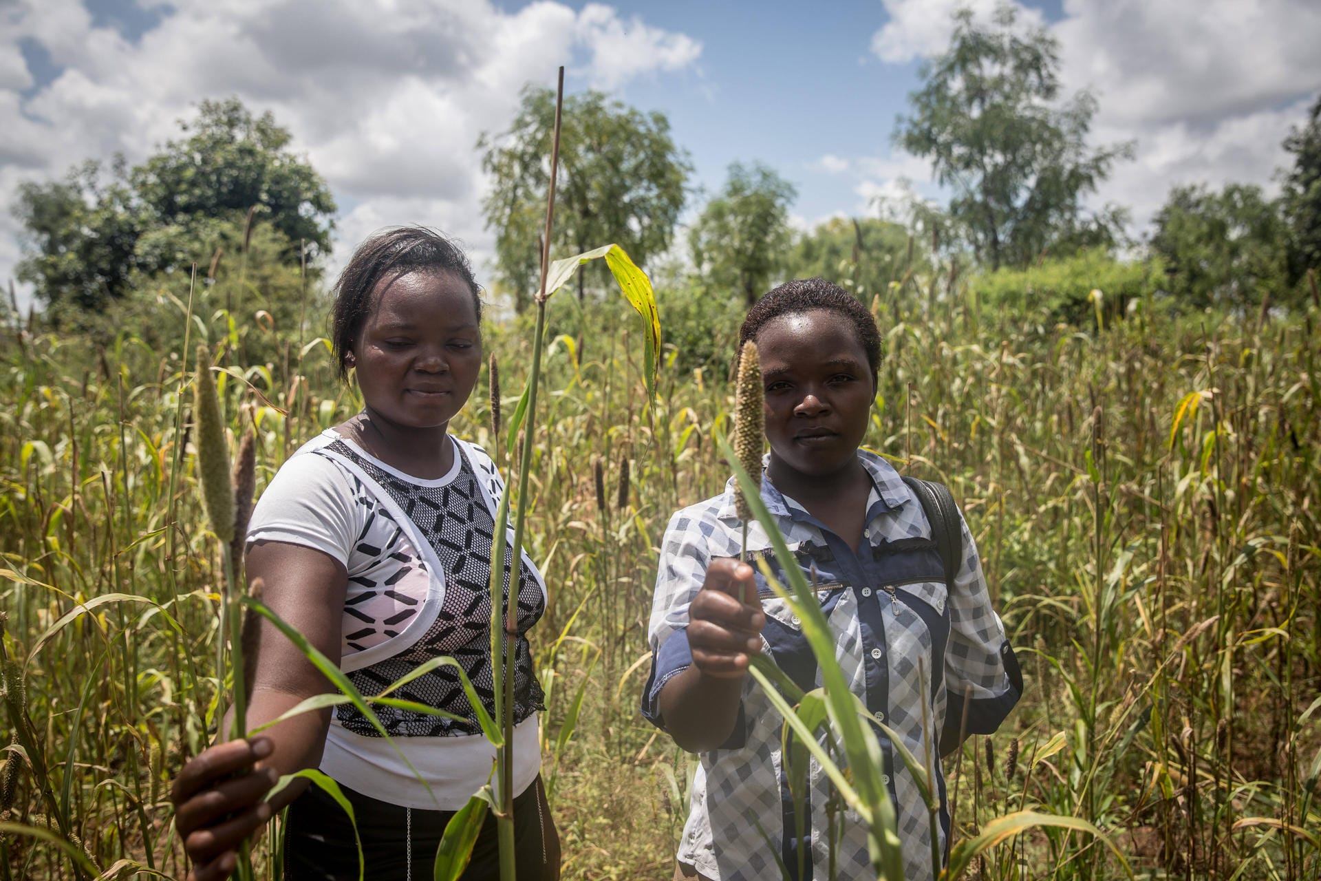 Vernichtete Ernten: Loyce Mwendia und Karimi Phides zeigen ihr Feld, das von Heuschrecken heimgesucht wurde.