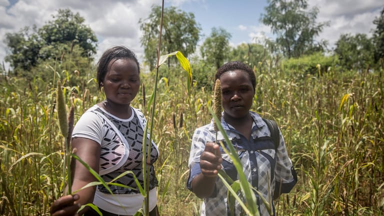 Vernichtete Ernten: Loyce Mwendia und Karimi Phides zeigen ihr Feld, das von Heuschrecken heimgesucht wurde.