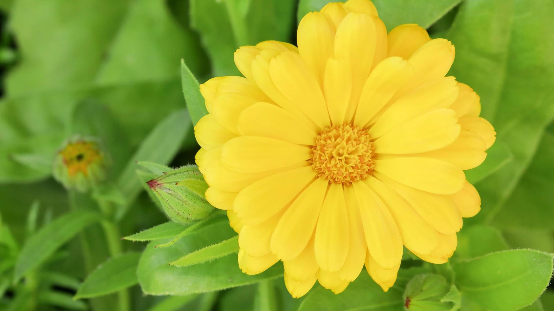 Ringelblume (Calendula officinalis): Sonnengelb leuchten die Blüten der einjährigen Pflanze.