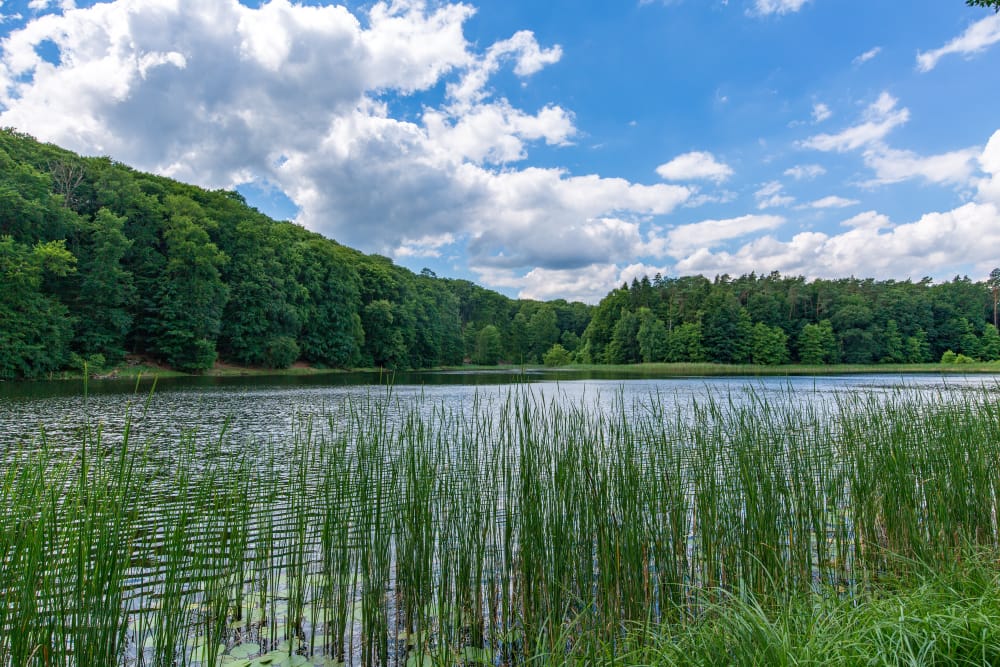 Der Naturpark Unteres Odertal in Brandenburg schützt eine Flussaue.