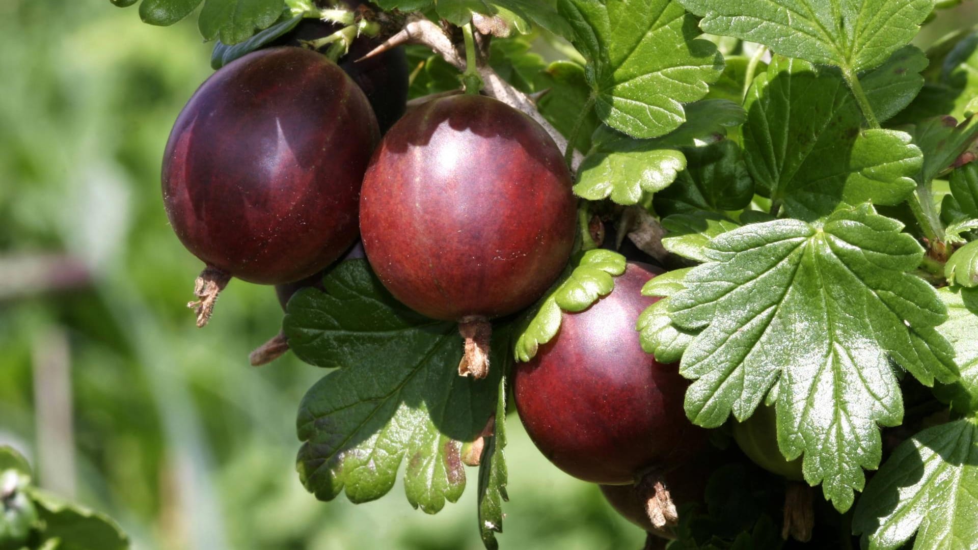 Stachelbeere (Ribes uva-crispa): Lange bevor sie Einzug in unseren Gärten hielt, wuchs sie als wilder Strauch an Mauern und Felsen.