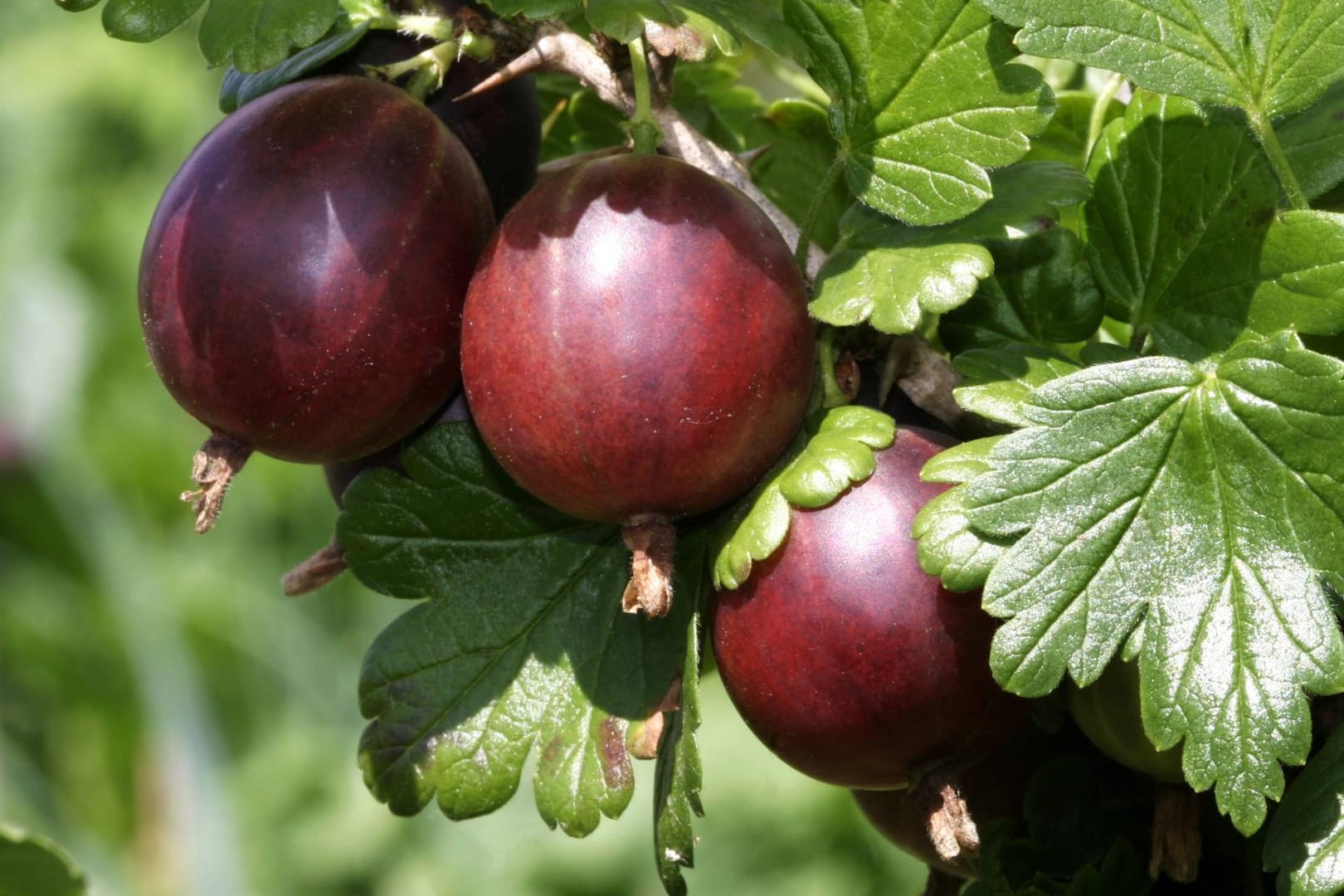 Stachelbeere (Ribes uva-crispa): Lange bevor sie Einzug in unseren Gärten hielt, wuchs sie als wilder Strauch an Mauern und Felsen.