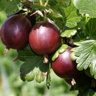 Stachelbeere (Ribes uva-crispa): Lange bevor sie Einzug in unseren Gärten hielt, wuchs sie als wilder Strauch an Mauern und Felsen.