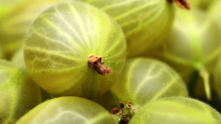 Stachelbeere (Ribes uva-crispa): Die Früchte enthalten viele Vitamine und sind gesund.