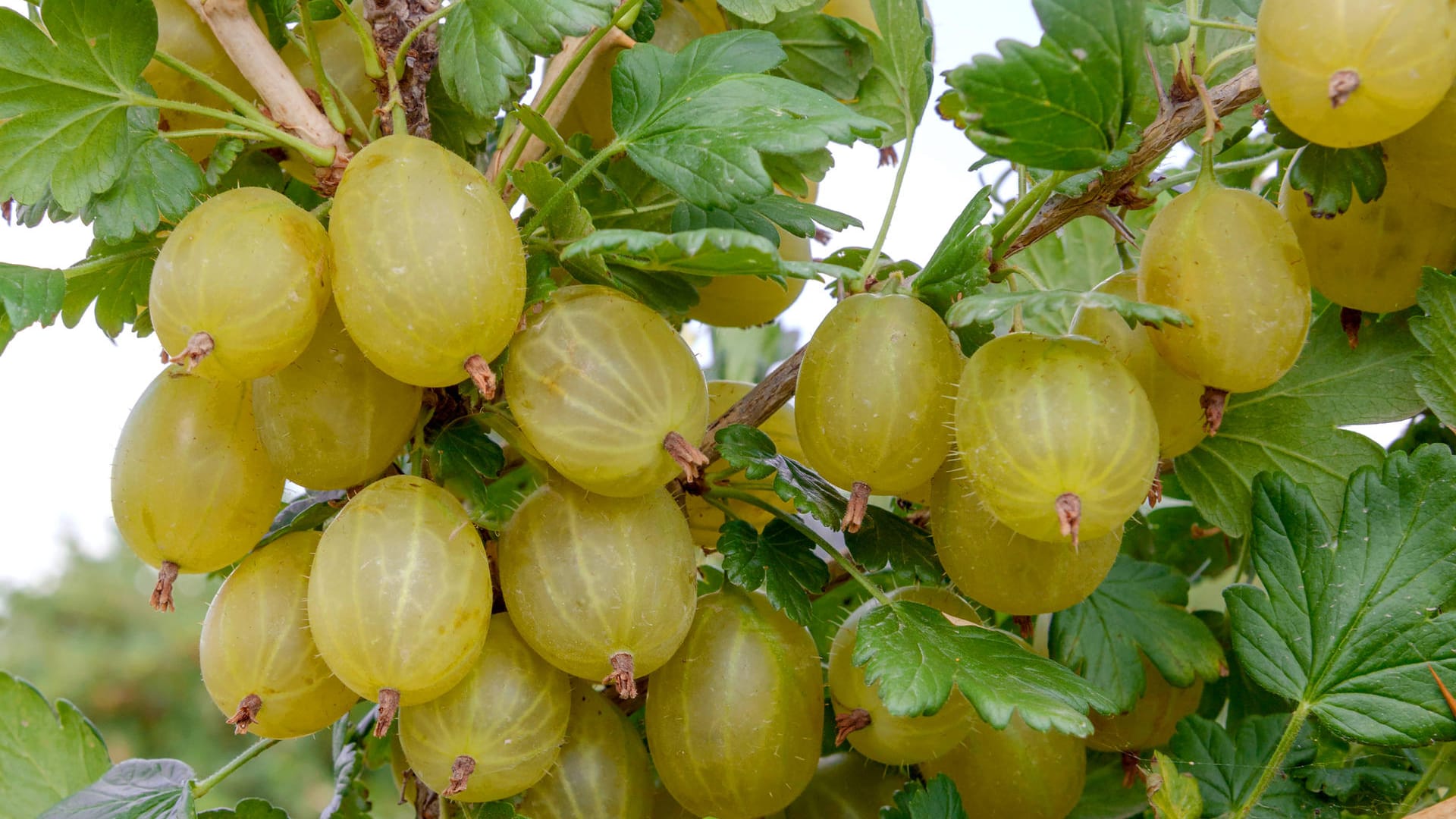 Stachelbeere 'Invicta': Diese frühreife Sorte gilt als widerstandsfähiger gegenüber Mehltau.