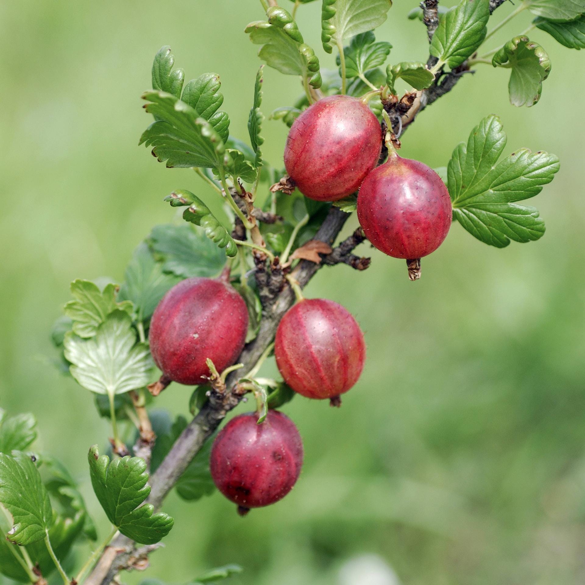 Stachelbeere 'Pax': Diese rotfruchtige Sorte ist dornlos und kann als Strauch oder Hochstamm gepflanzt werden.