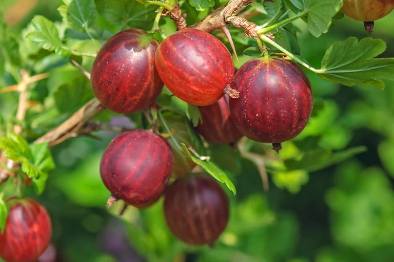 Stachelbeere 'Remarka': Die Früchte dieser Sorte schmecken besonders süß und aromatisch.