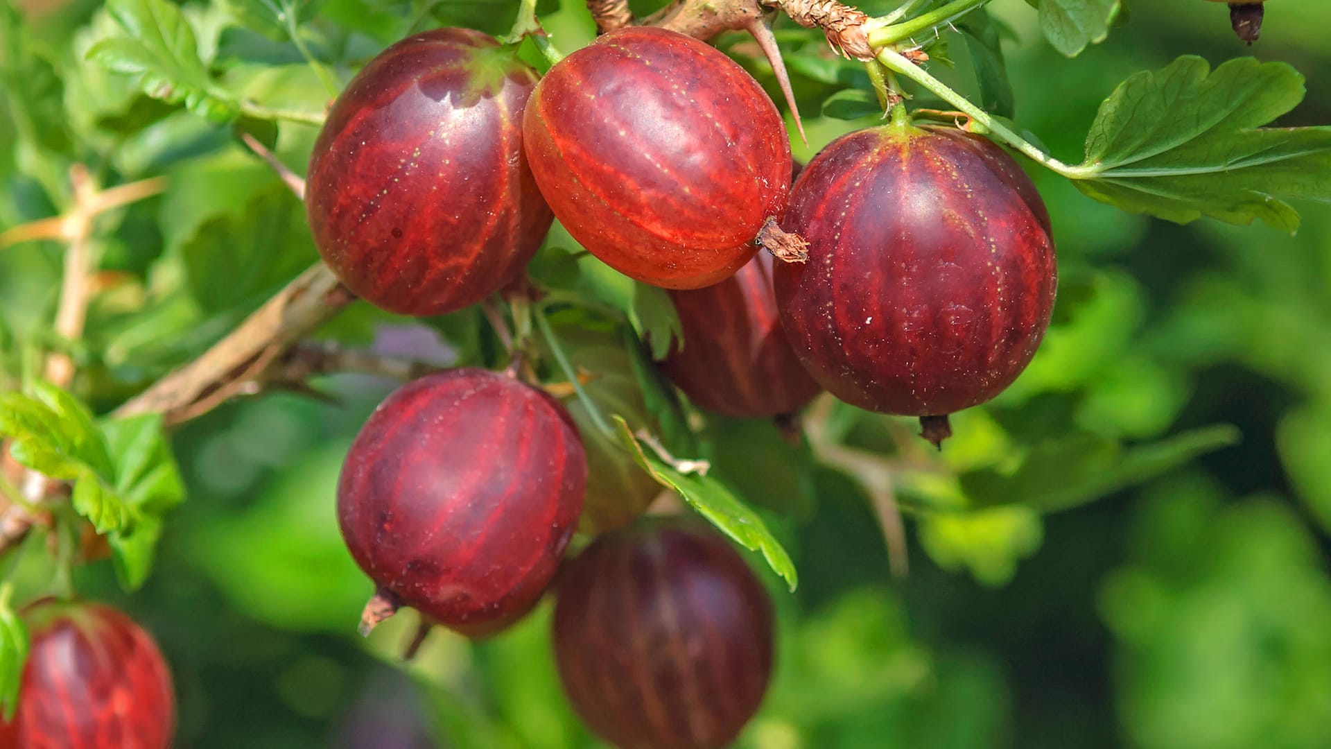 Stachelbeere 'Remarka': Die Früchte dieser Sorte schmecken besonders süß und aromatisch.