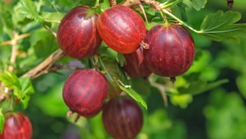 Stachelbeere 'Remarka': Die Früchte dieser Sorte schmecken besonders süß und aromatisch.
