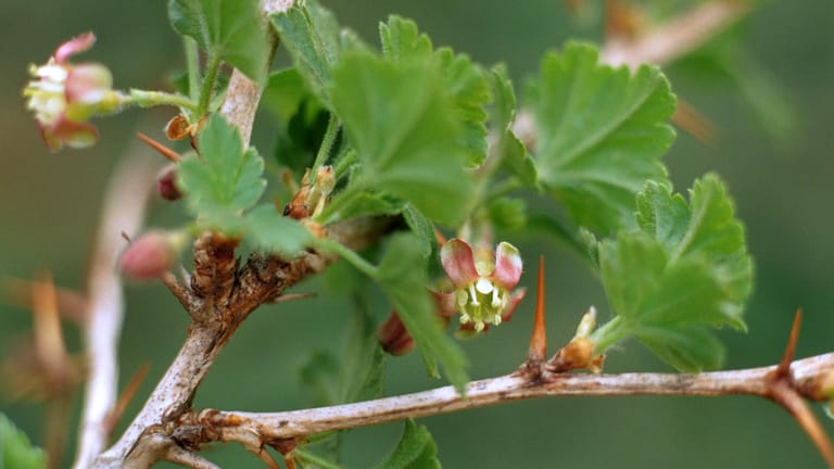Stachelbeerstrauch: Im März und April blüht er mit unscheinbaren gelbgrünen Glöckchen.