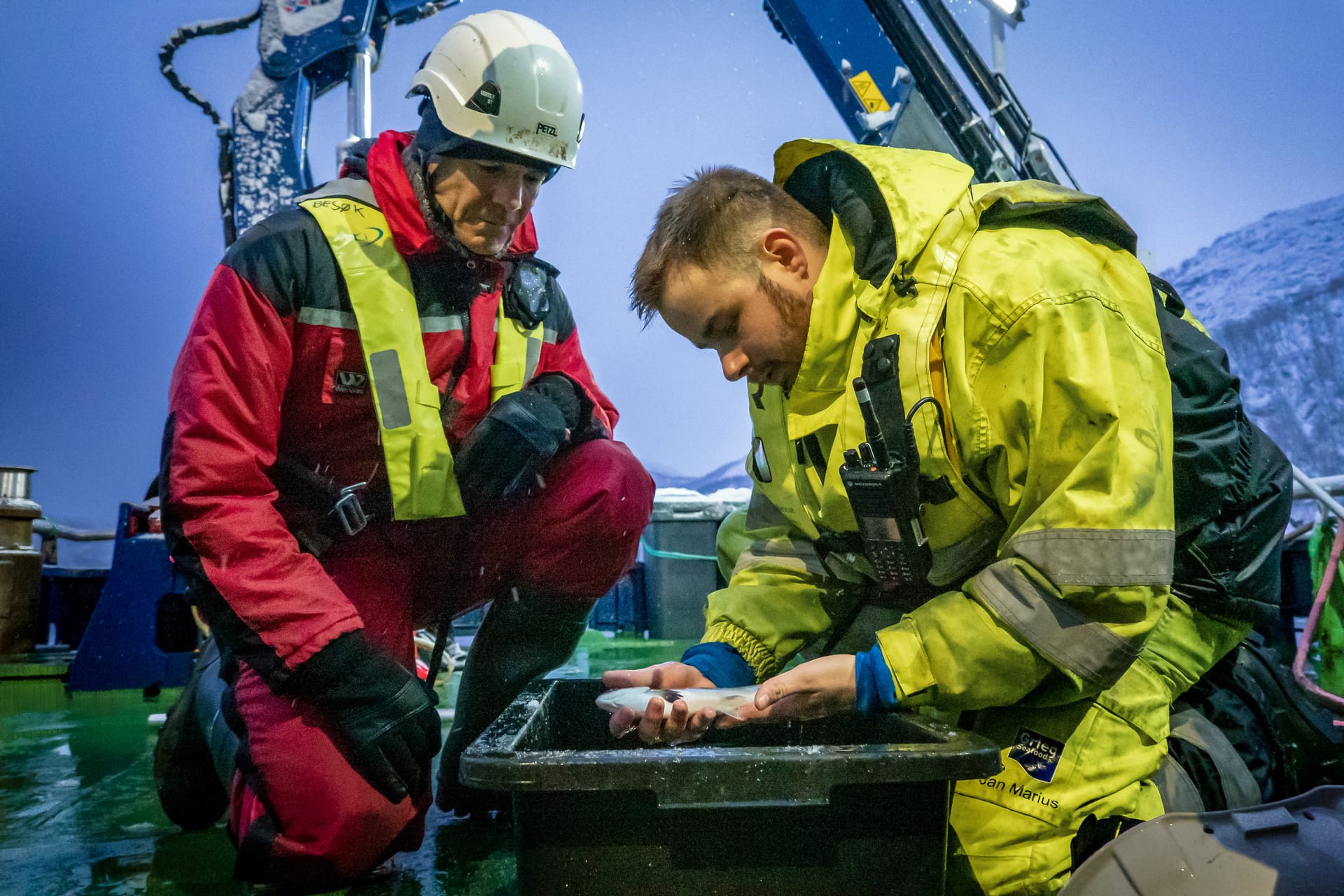 Zuchtbetrieb in Nord-Norwegen: Ein großes Problem in der Lachszucht stellt der Befall mit Seeläusen dar. Stichprobenmäßig müssen die Tiere darauf untersucht werden.