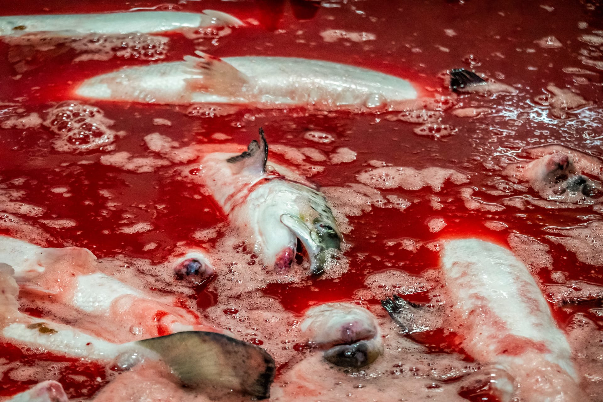 Zuchtlachse werden per Kiemenschnitt getötet. 90 Prozent des Lachses in Deutschland stammen aus norwegischer Aquakultur.