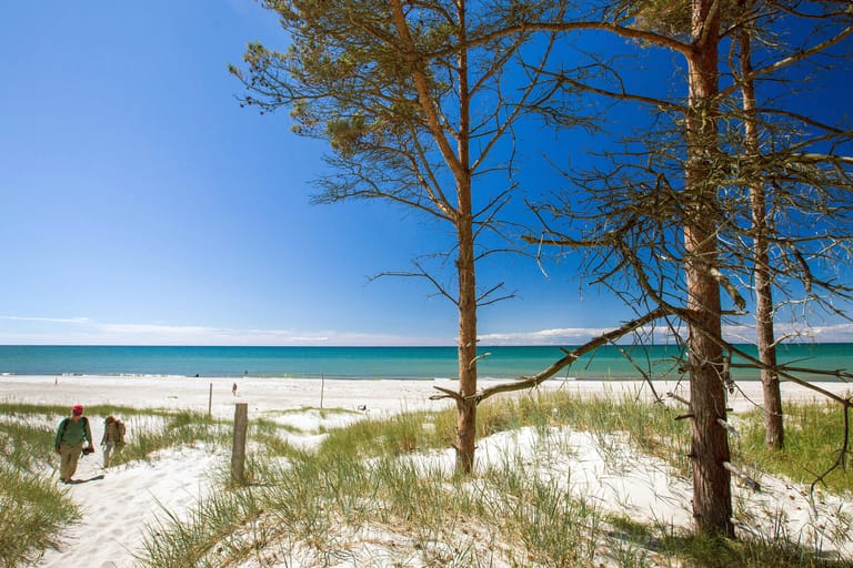 Der Weststrand auf der Ostsee-Halbinsel Fischland-Darß-Zingst ist einer der schönste Strände Europas. Meer erleben: Zehn Traumstrände an Nord- und Ostsee