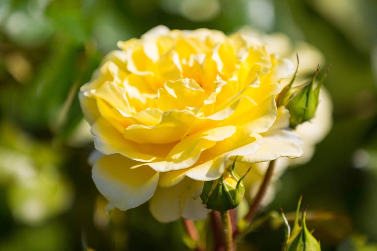 Rose (Rosa): Die Königin der Blumen gilt als größte Gewinnerin im Klimawandel, weil sie als sogenannter Tiefwurzler widerstandsfähiger gegenüber Trockenheit ist.