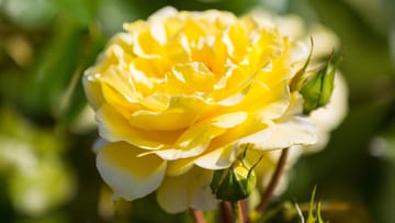 Rose (Rosa): Die Königin der Blumen gilt als größte Gewinnerin im Klimawandel, weil sie als sogenannter Tiefwurzler widerstandsfähiger gegenüber Trockenheit ist.