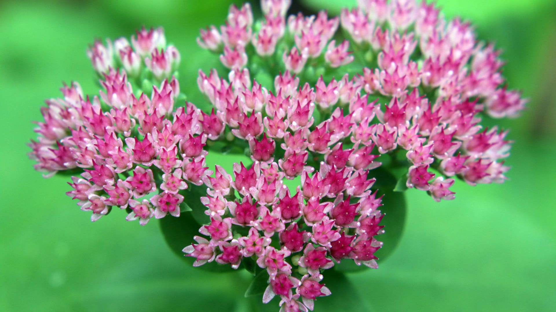 Fetthenne (Sedum): Ihre dickfleischigen Blätter und Stängel können für längere Zeit Feuchtigkeit speichern. Das macht die Fetthenne zu einer Trockenheitsspezialistin. Zudem gilt sie als bienenfreundlich, weil ihre Blüten viele Honigsammlerinnen anziehen.