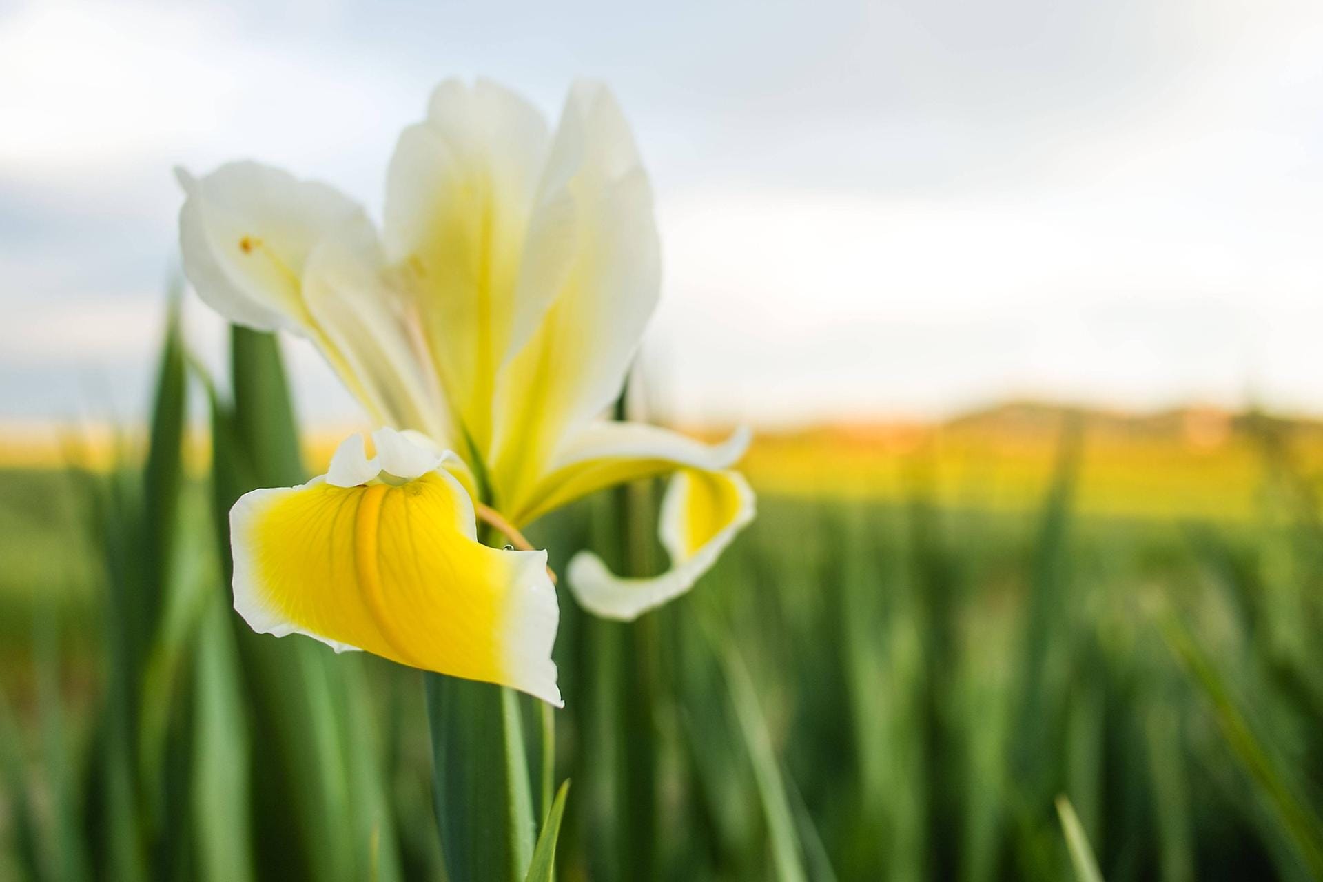 Schwertlilie (Iris): Die Zwiebelblume gilt als trockenheits- sowie wärmeliebend und trotzt Hitzeperioden gut. Der Grund: Sie speichert vorausschauend im Frühling Nährstoffe sowie Wasser.
