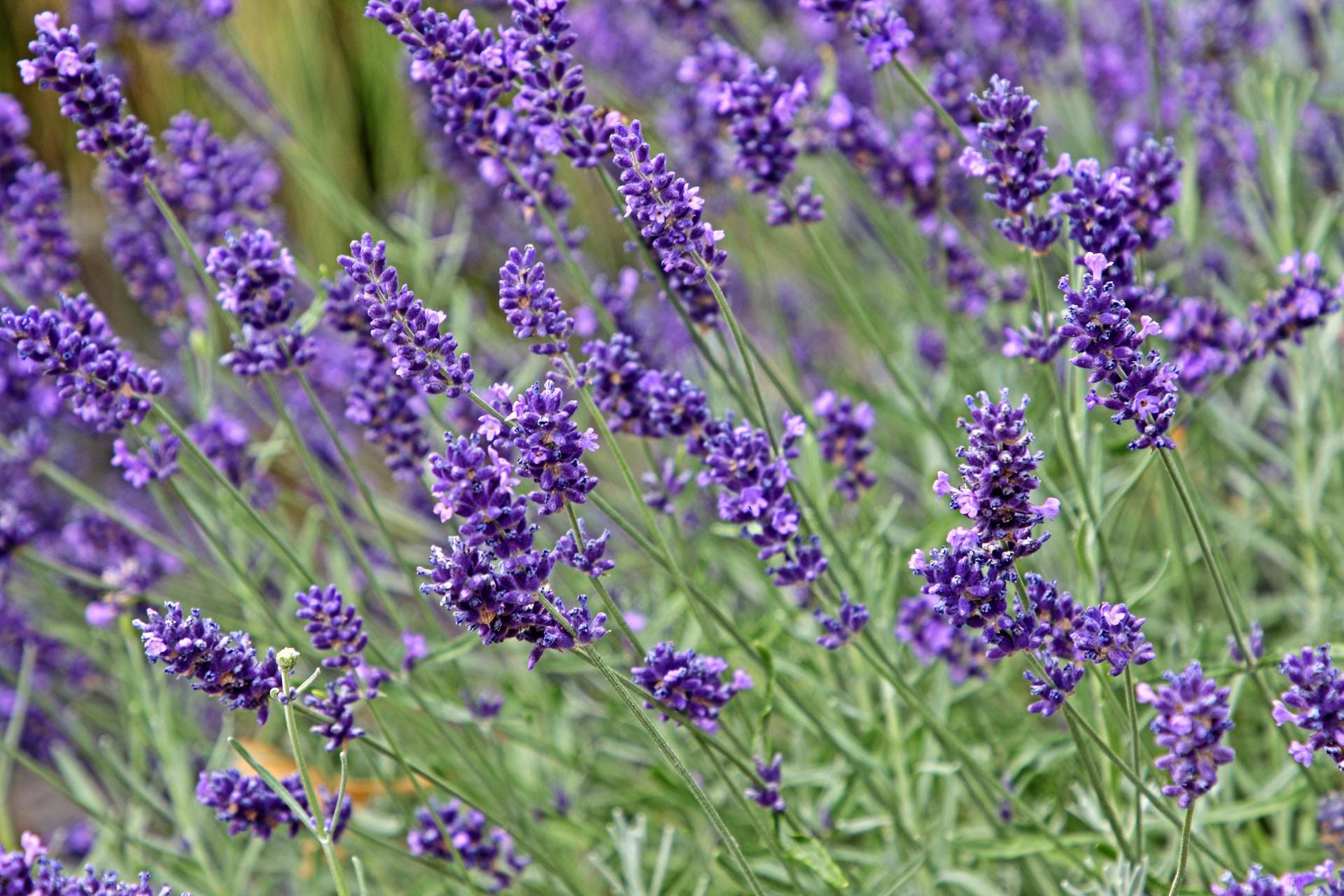 Echter Lavendel (Lavandula angustifolia): Der Halbstrauch mit seinen duftenden Blüten bevorzugt einen sonnigen und möglichst windgeschützten Standort. Deshalb kommt er mit Trockenheit gut klar.