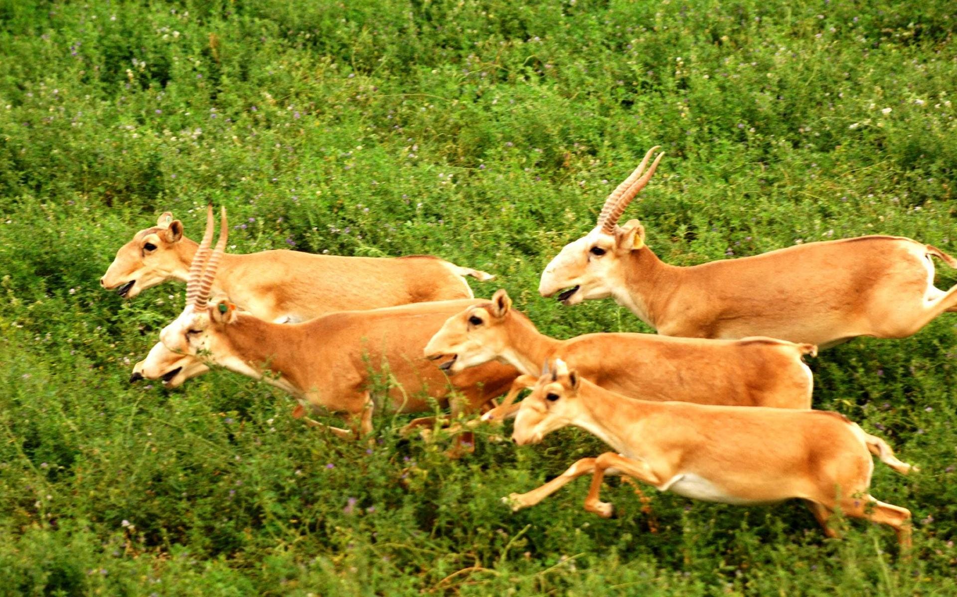 Rennende Saiga-Antilopen: Ein Virus hat innerhalb weniger Monate Hunderttausende der Tiere getötet. Nun ist die Antilope noch stärker bedroht.