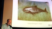 Vortrag zum Kalifornischen Schweinswal (Archivbild): Der auch als Vaquita bekannte Wal ist fast ausgestorben. Es sind nur noch weniger als 20 Exemplare verblieben.