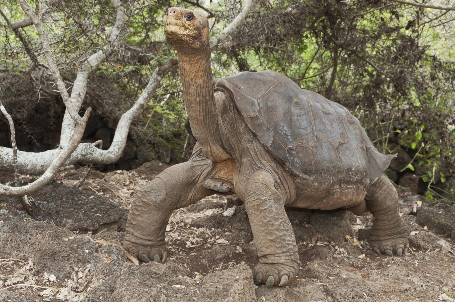 Lonesome George ("Einsamer George"): Die männliche Pinta-Riesenschildkröte war vermutlich das letzte Exemplar ihrer Unterart. Das Tier starb 2012. Auch andere Unterarten der Galapagos-Schildkröten sind bereits ausgestorben, weitere gelten als stark bedroht.