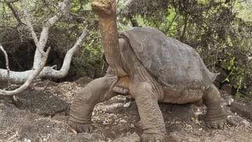 Lonesome George ("Einsamer George"): Die männliche Pinta-Riesenschildkröte war vermutlich das letzte Exemplar ihrer Unterart. Das Tier starb 2012. Auch andere Unterarten der Galapagos-Schildkröten sind bereits ausgestorben, weitere gelten als stark bedroht.