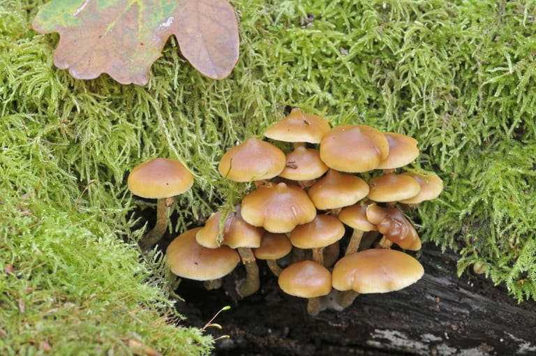 Kuehneromyces mutabilis: Stockschwämmchen ist ein Speisepilz für Pilzkenner.