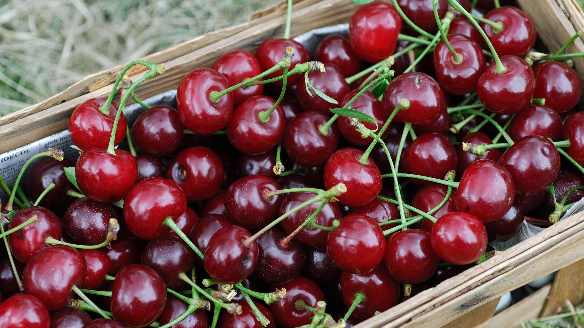 Sauerkirschen (Prunus cerasus): Zu den Hauptsorten zählen die Glas-Kirsche und die Strauchweichsel, besser bekannt als Schattenmorelle.