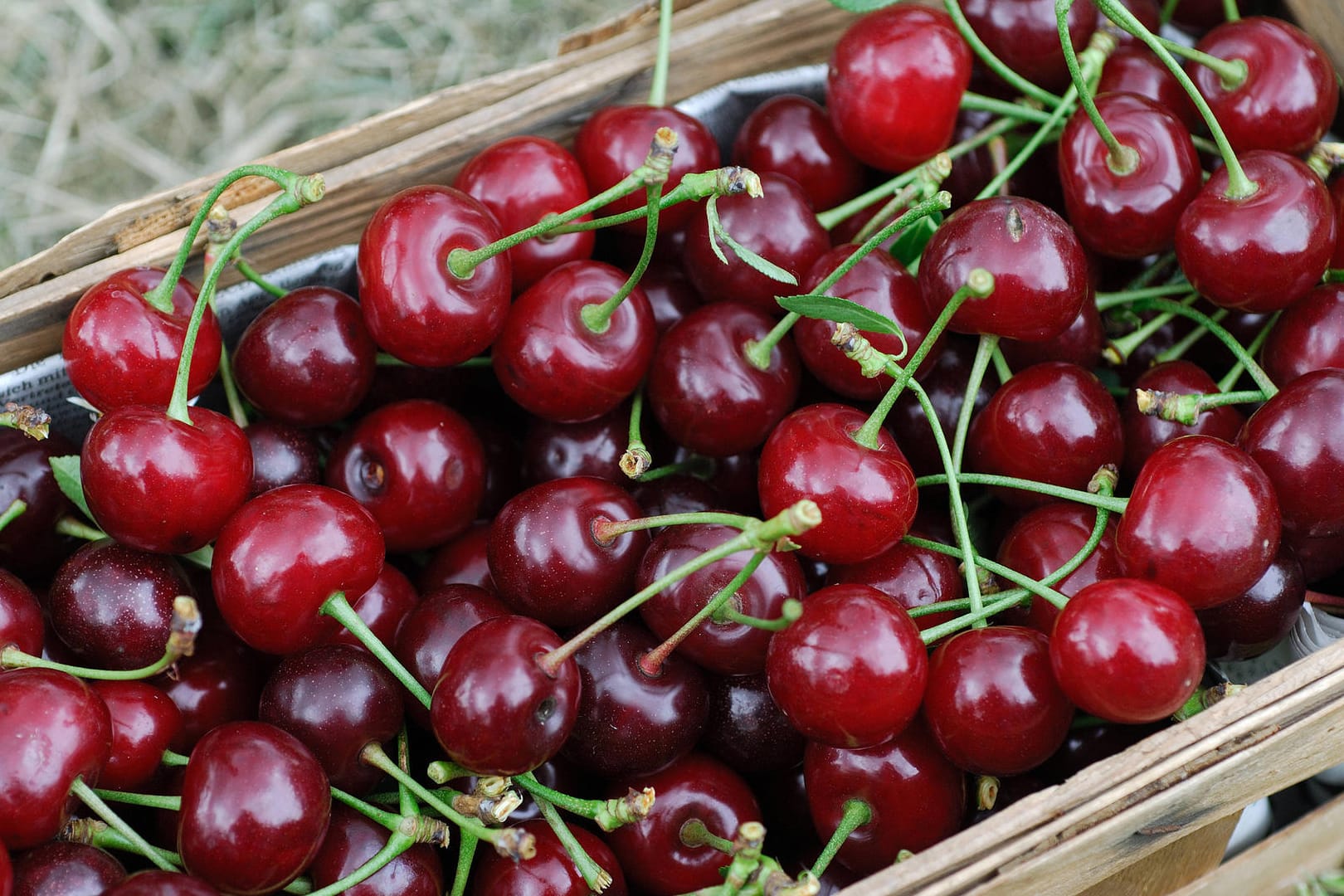 Sauerkirschen (Prunus cerasus): Zu den Hauptsorten zählen die Glas-Kirsche und die Strauchweichsel, besser bekannt als Schattenmorelle.