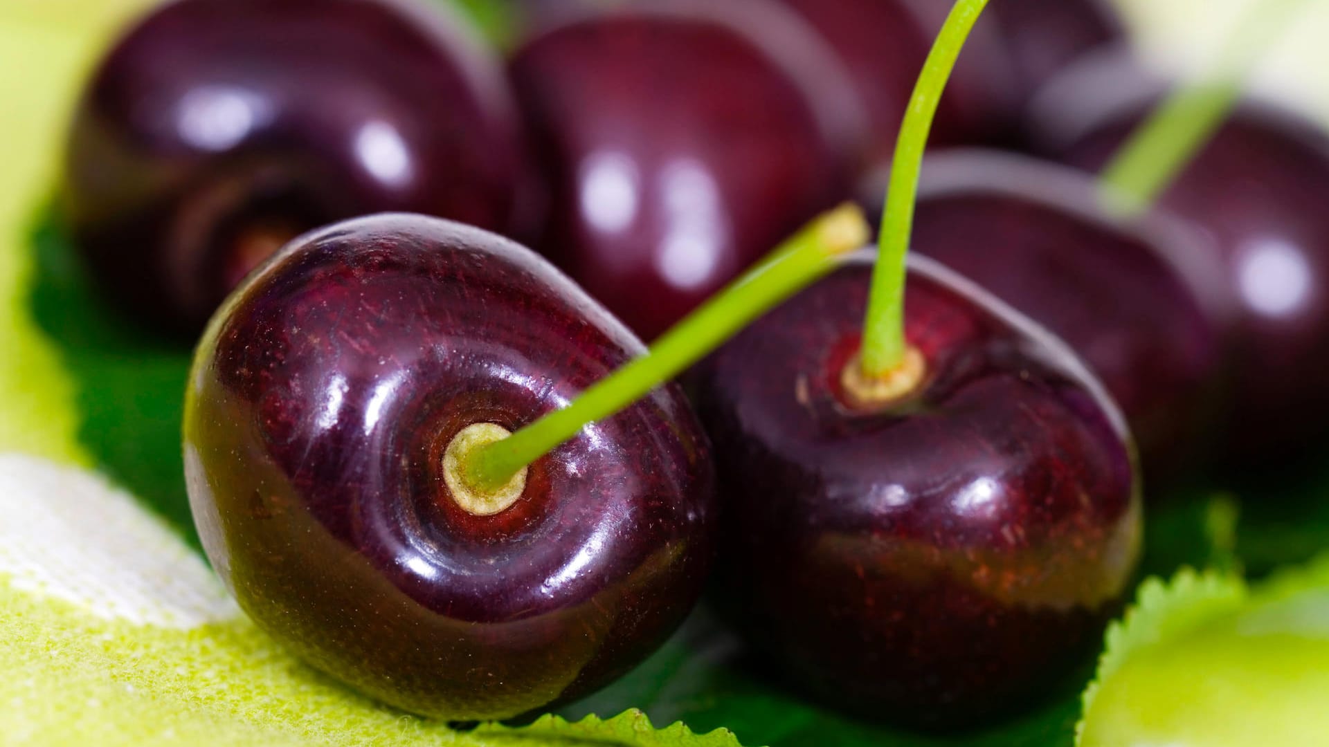 Schattenmorelle (Prunus cerasus subspecies acida): Sie schmeckt auf dem Kuchenboden besser als roh vom Zweig.