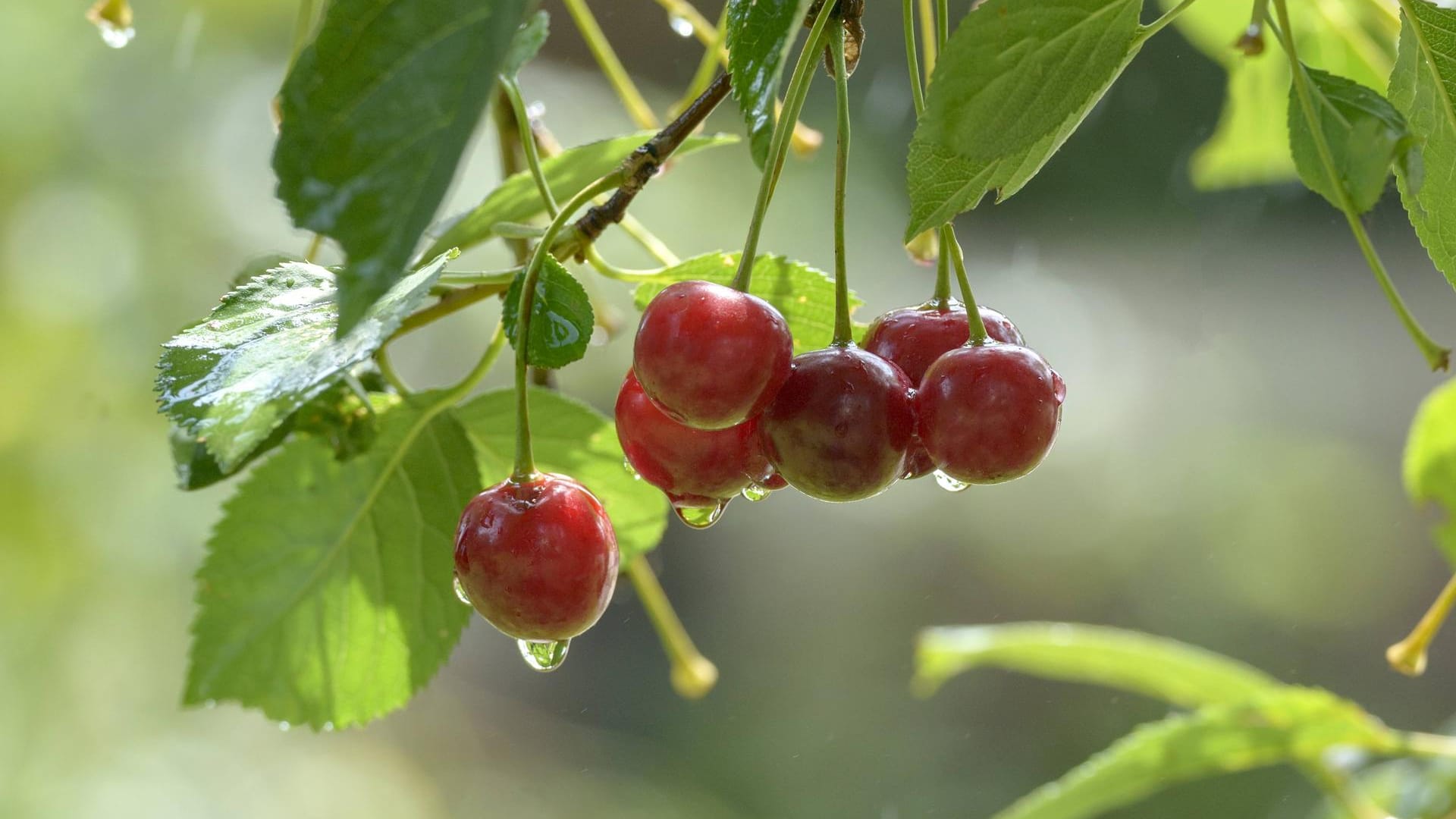 Sauerkirsche (Prunus cerasus): Die Sorte 'Morellenfeuer" gilt als krankheitsresistenter.