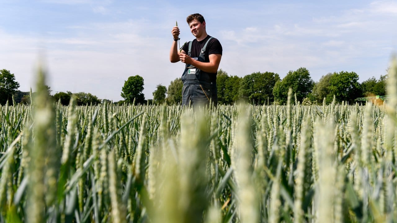 Lars Averbeck prüft die Weizenpflanzen, die im vergangenen Jahr ausgesät wurden.