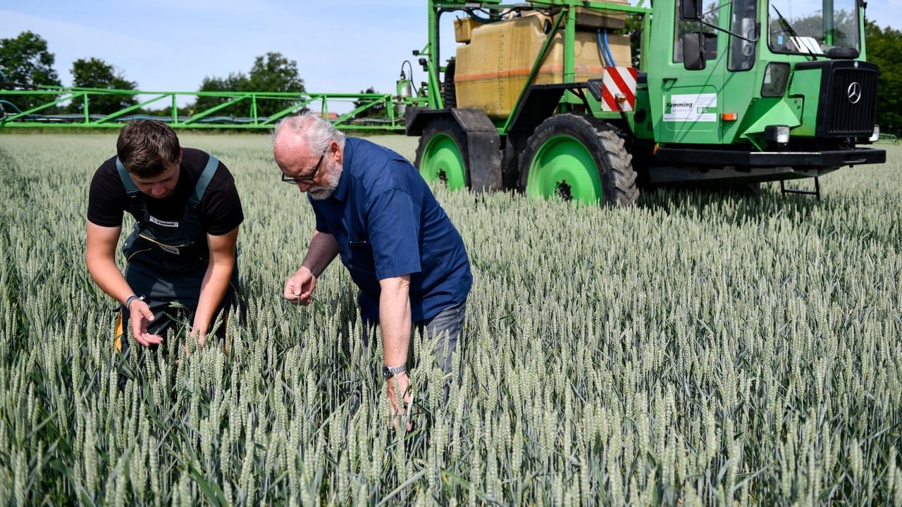 Sie pflegen die Pflanzen von der Saat bis zur Ernte: Lars Averbeck kontrolliert mit Disponent Thomas Albers die Qualität des Weizens.
