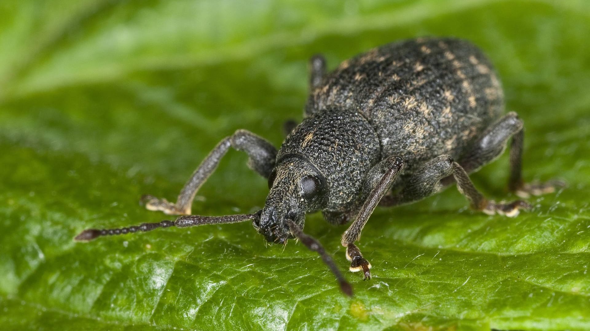 Gefurchter Dickmaulrüssler: Bekämpfen Sie den Schädling am besten zwischen April und Mai oder zwischen August und September.