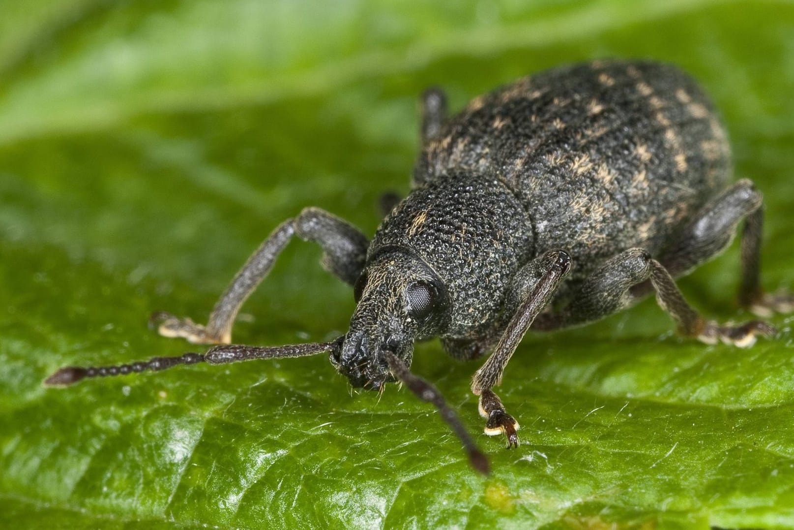 Gefurchter Dickmaulrüssler: Bekämpfen Sie den Schädling am besten zwischen April und Mai oder zwischen August und September.