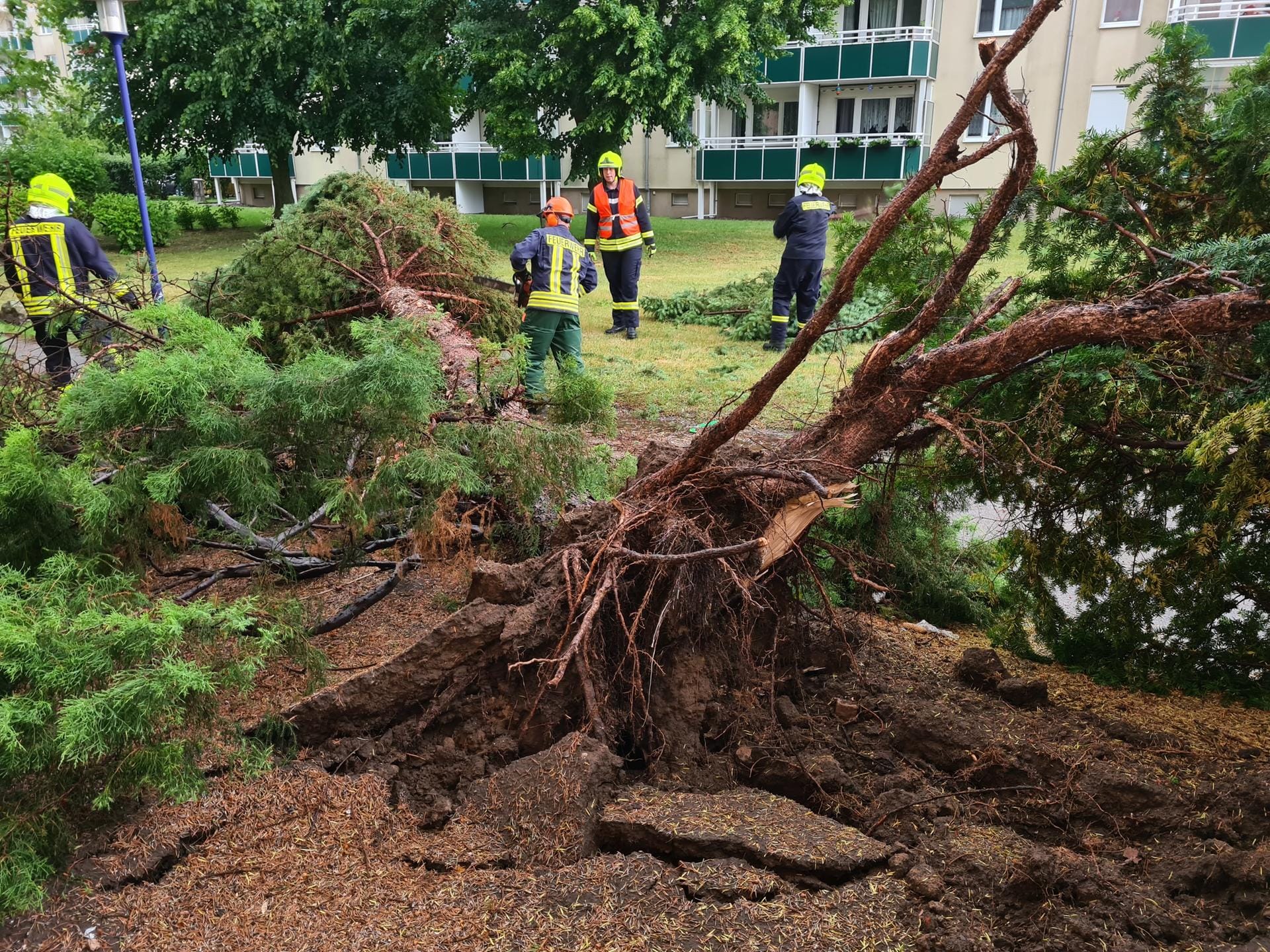 Brandenburg, Eberswalde: Feuerwehrleute arbeiten an einem umgestürzten Baum, der bei dem Unwetter entwurzelt wurde.