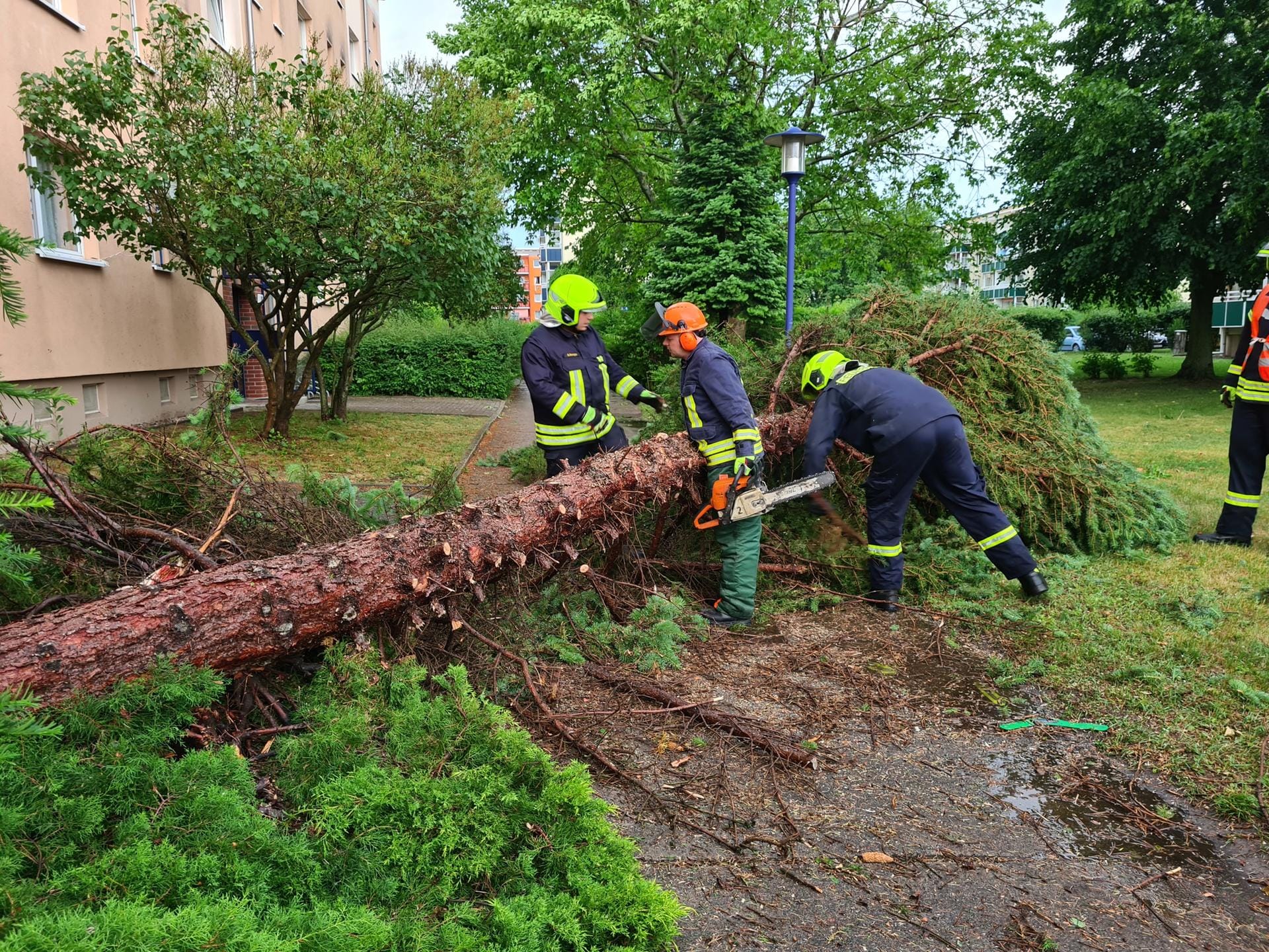 Brandenburg, Eberswalde: Feuerwehrleute zersägen einen Baum, der bei dem Unwetter umgestürzt war.
