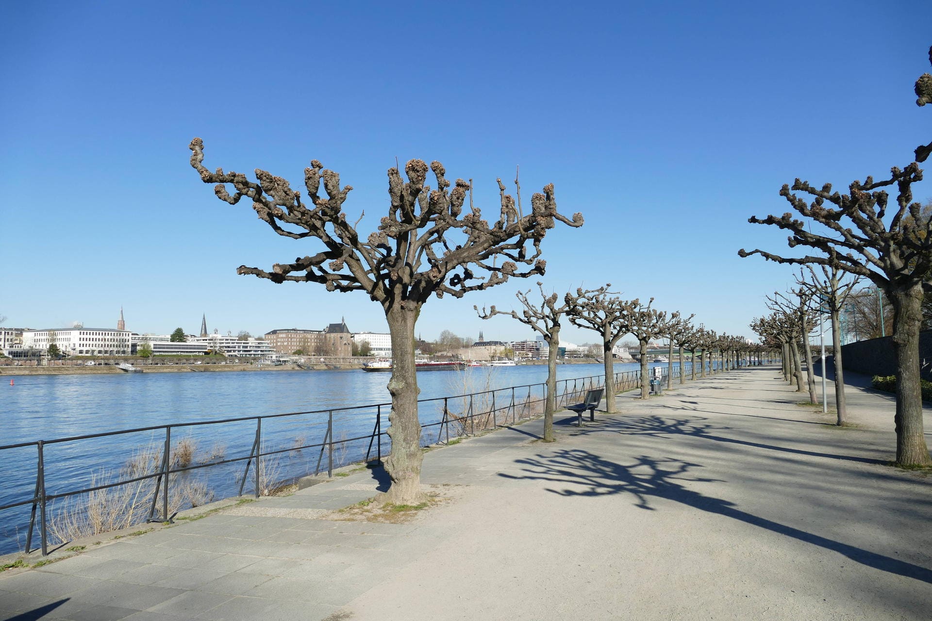Die Rheinpromenade: Gerade Spaziergänger und Fahrradfahrer kommen gerne hierher.