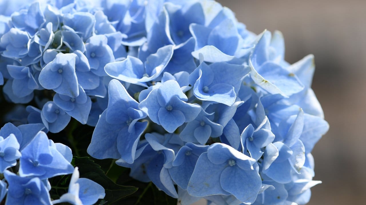 Blau blühen nur rosafarbene Hortensien - und zwar dann, wenn sie eine bestimmte Düngermischung erhalten.