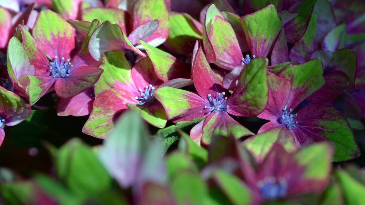 Beliebt bei Gartenbesitzern sind Hortensien, die im Verlauf der Blüte deren Farbe wechseln.