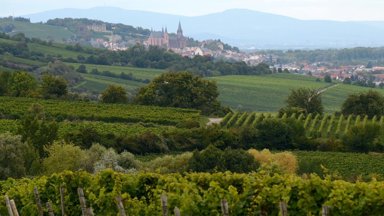 Die Weinbauregionen in Deutschland stehen vor der Aufgabe, ihre jeweiligen Anforderungen für Qualitätsweine neu zu bestimmen.