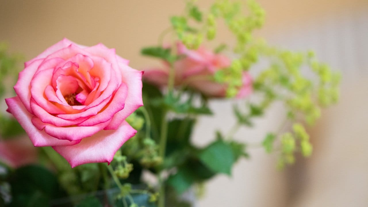 Blumenstrauß aus dem eigenen Garten: Für Anfänger sind robuste Sorten wie Hortensien und Rosen geeignet. Blumenstrauß aus dem eigenen Garten: Für Anfänger sind robuste Sorten wie Hortensien und Rosen geeignet.