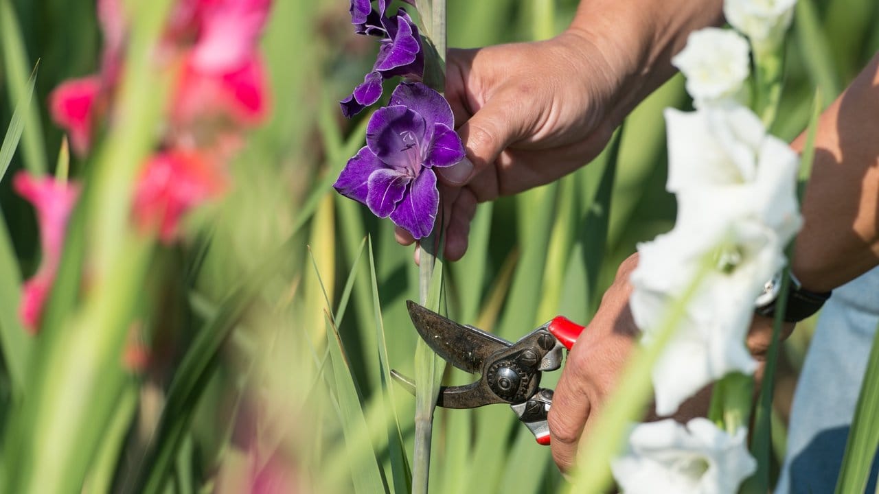 Aus Sommerblumen im eigenen Garten lassen sich tolle Sträuße machen - mit ein paar Tricks. Aus Sommerblumen im eigenen Garten lassen sich tolle Sträuße machen - mit ein paar Tricks.