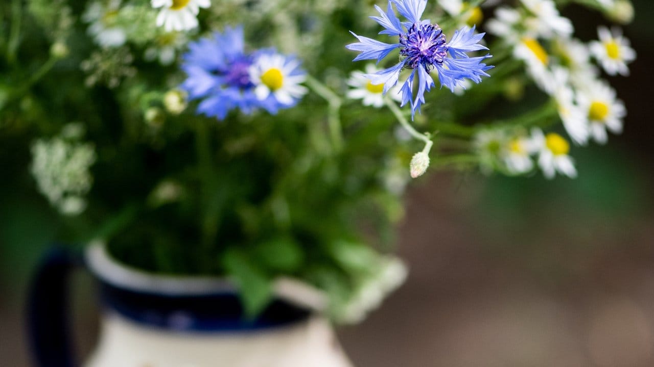 Wer Blumen aus dem eigenen Garten für einen Strauß verwenden möchte, kann zum Beispiel Kornblumen und Kamille wählen. Wer Blumen aus dem eigenen Garten für einen Strauß verwenden möchte, kann zum Beispiel Kornblumen und Kamille wählen.