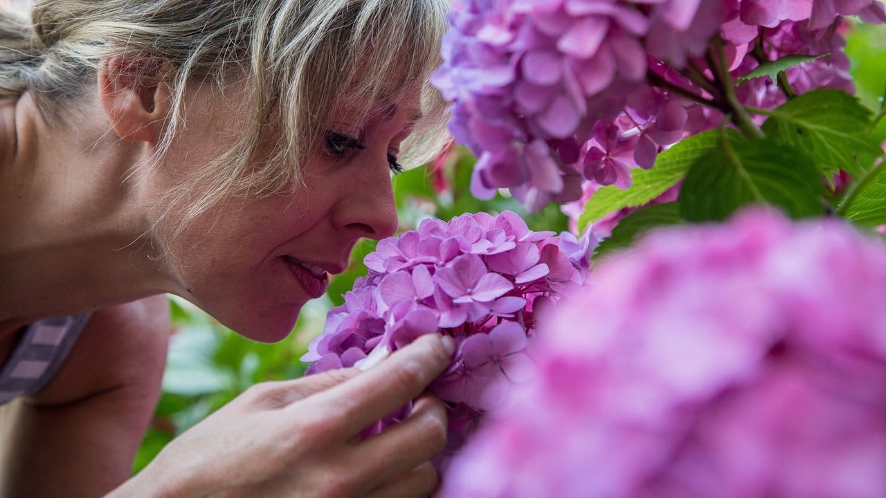 Es muss nicht immer der Strauß vom Floristen sein - auch die Blumen aus dem heimischen Garten kommen in Frage. Es muss nicht immer der Strauß vom Floristen sein - auch die Blumen aus dem heimischen Garten kommen in Frage.