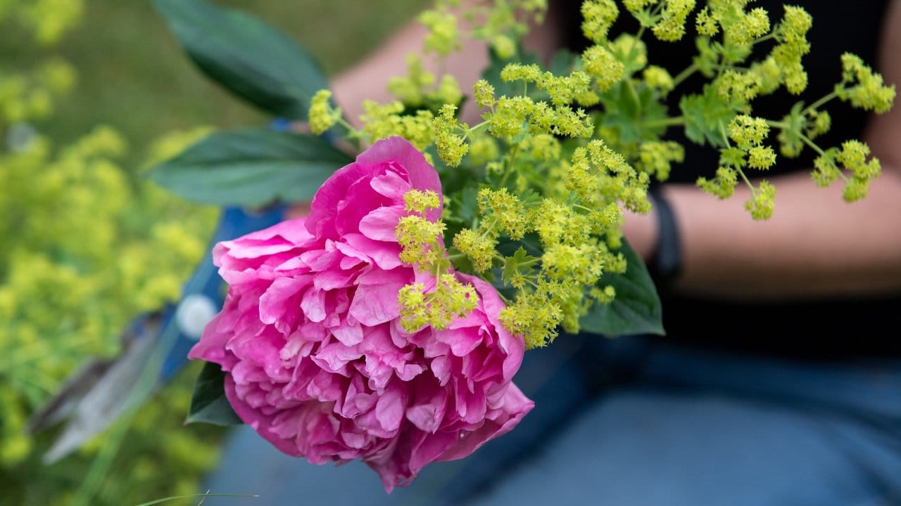 Frauenmantel ist ein dekoratives Bindegrün, das dem Blumenstrauß Fülle verleiht. Frauenmantel ist ein dekoratives Bindegrün, das dem Blumenstrauß Fülle verleiht.