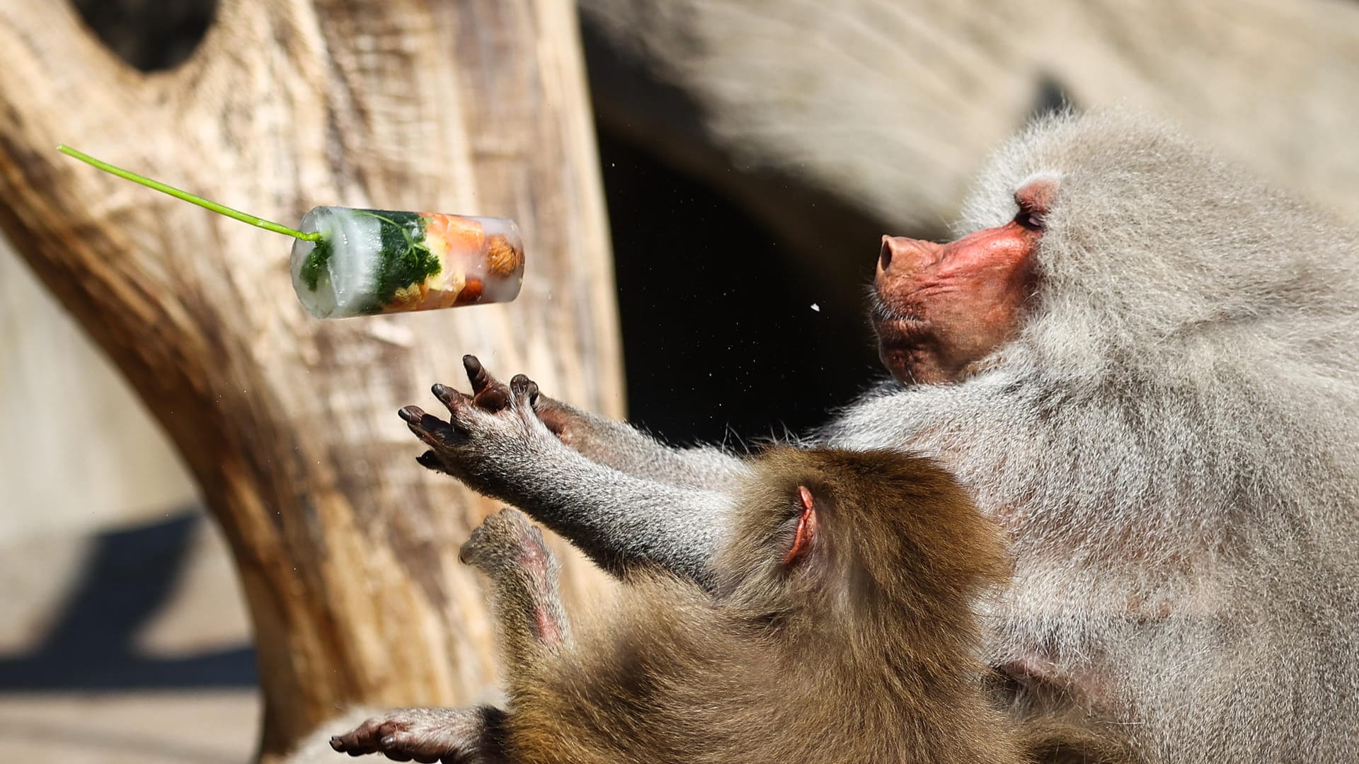 Ein Pavian im Tierpark Hagenbeck fängt gefrorene Leckereien auf: Zur Abkühlung von den hochsommerlichen Temperaturen bekamen Tiere eine Erfrischung.