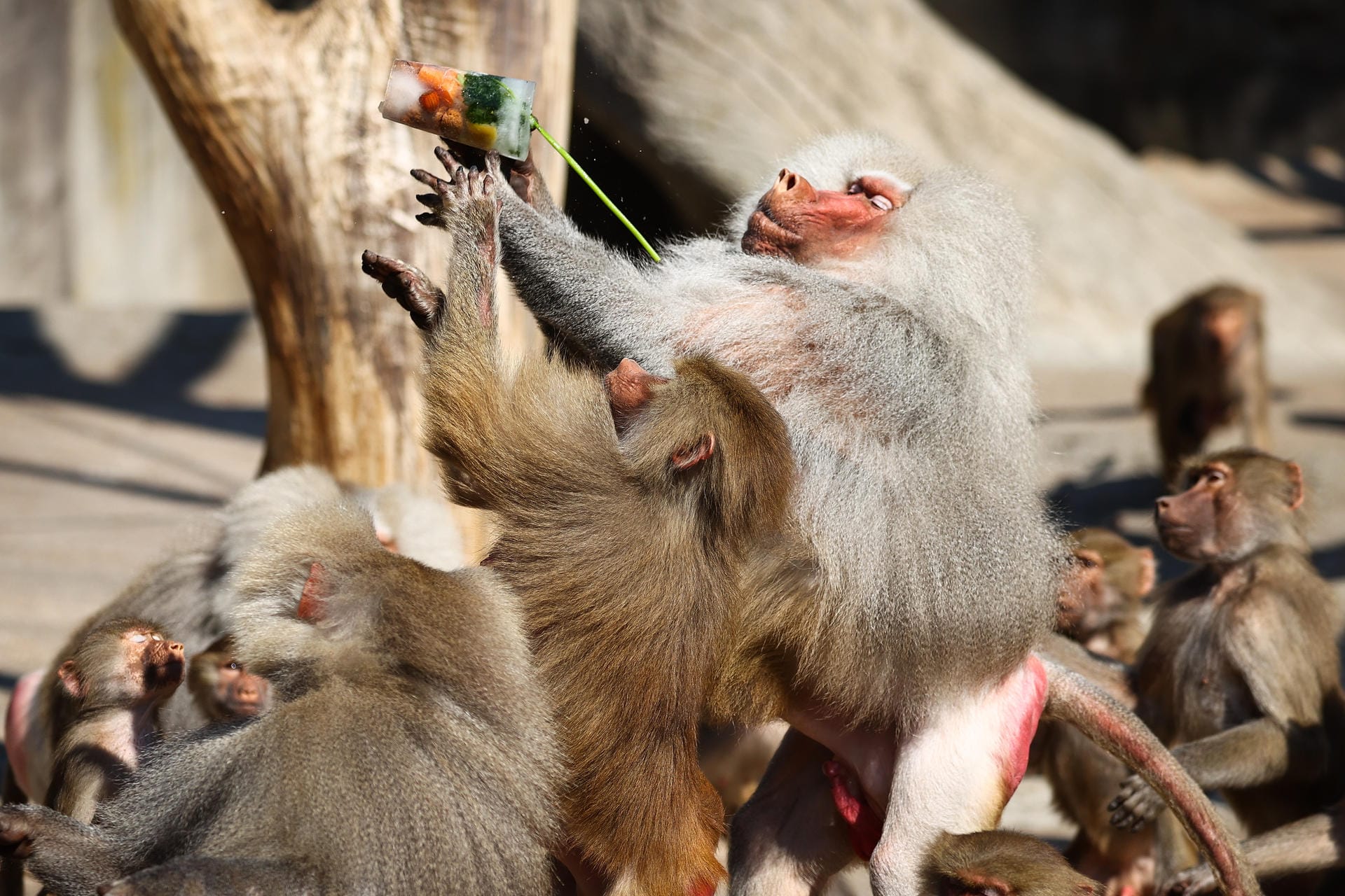 Affen greifen nach einer Eisbombe: Die Eis-Ausgabe sorgte für wilde Szenen bei den Pavianen.