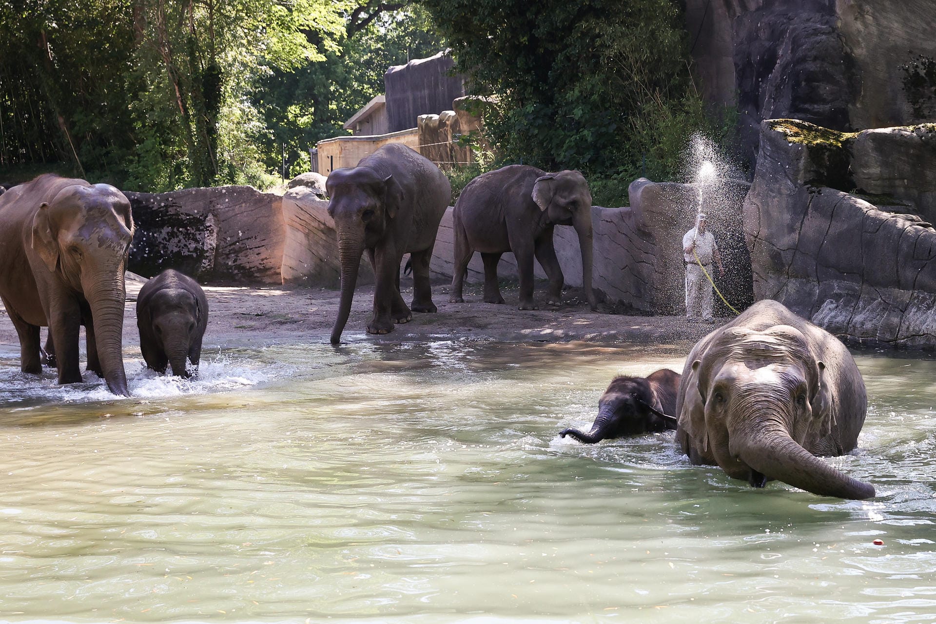Elefanten beim Bad: Die Elefantenkühe Kandy (r.), mit ihrem Sohn Santosh, und Yashoda (l.), mit ihrem Sohn Raj nutzen die Möglichkeiten zur Abkühlung in ihrem Gehege.